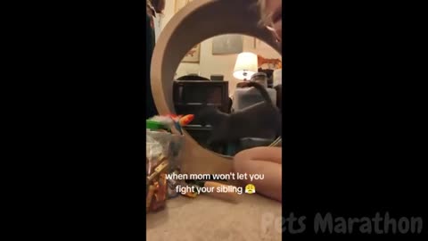 😱 It's To LAUGH When Watching This Video Of The FUNNIEST ANIMALS On Earth 😱 - Funniest part:- 76