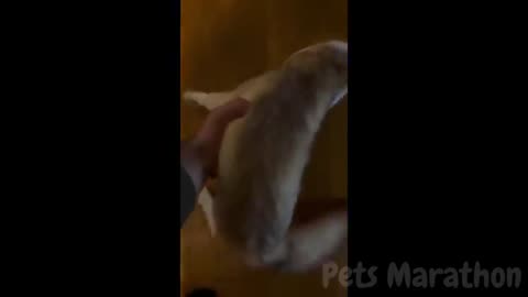 😱 It's To LAUGH When Watching This Video Of The FUNNIEST ANIMALS On Earth 😱 - Funniest part:- 76