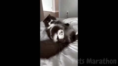 😱 It's To LAUGH When Watching This Video Of The FUNNIEST ANIMALS On Earth 😱 - Funniest part:- 76