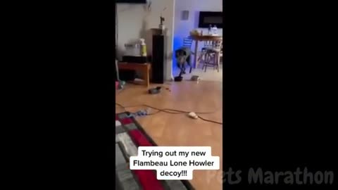 😱 It's To LAUGH When Watching This Video Of The FUNNIEST ANIMALS On Earth 😱 - Funniest part:- 76