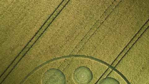 Crop Circle 2025 | Falkner's Circle Avebury | Wiltshire, Royaume-Uni | 08/06/2025