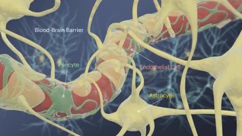 Organ Chips： THIS IS YOUR BRAIN ON CHIPS - Wyss Institute & Harvard University 2019