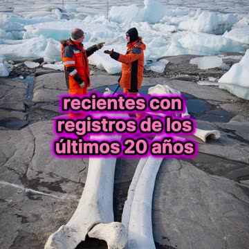 Glaciares rusos revelan enormes huesos prehistóricos.