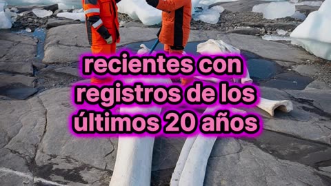 Glaciares rusos revelan enormes huesos prehistóricos.