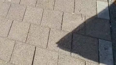 Vlaggentocht voor Lisa