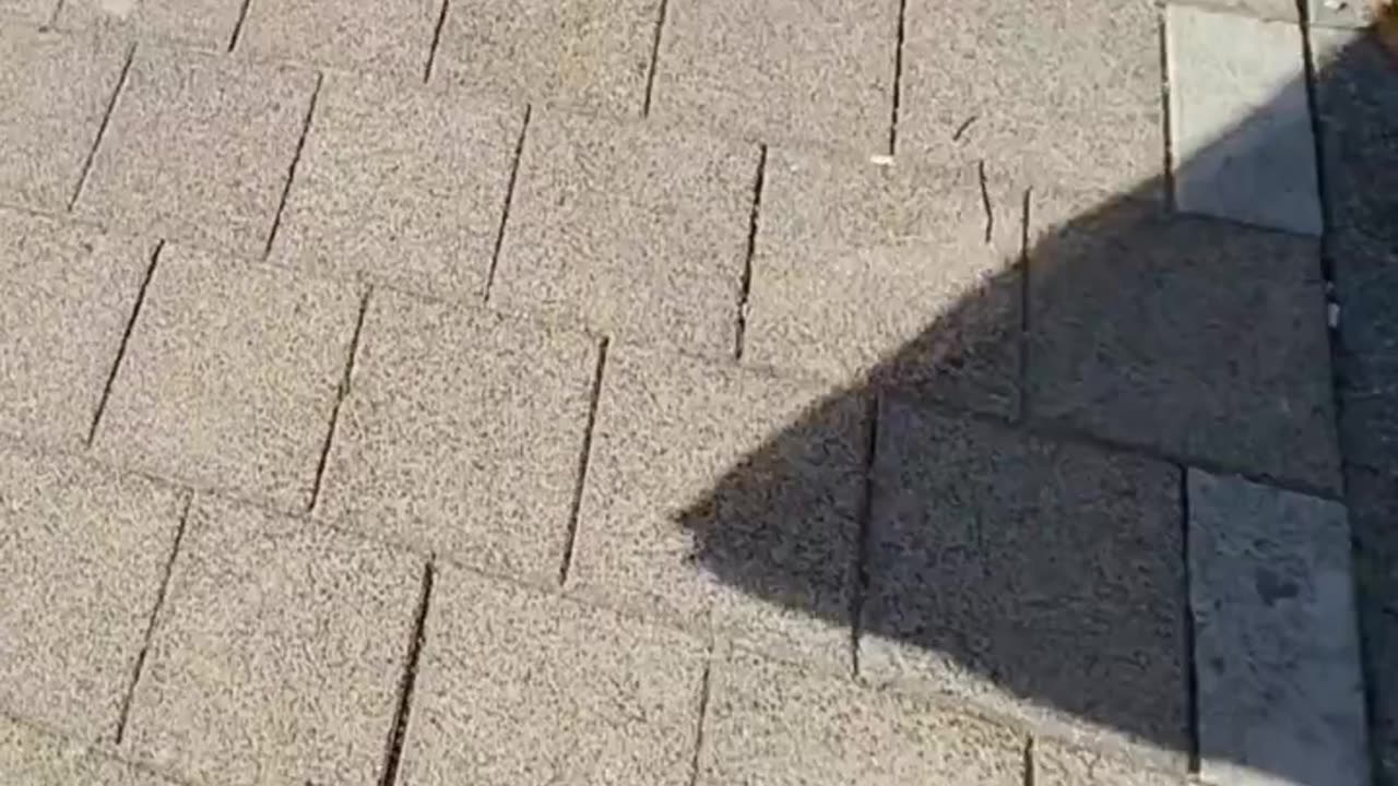 Vlaggentocht voor Lisa