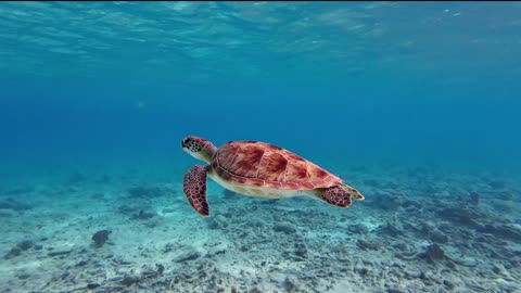 Underwater Ocean Meditation Music | Deep Sea Relaxation & Healing Sounds
