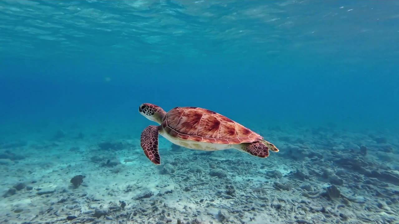 Underwater Ocean Meditation Music | Deep Sea Relaxation & Healing Sounds