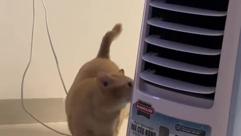 🐕😂 He Doesn't Even Know What's Stopping Him! | FunFM
