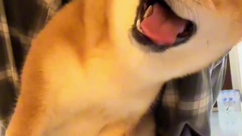 Shiba Inus are so hilarious! Hahaha, they're literally making me die laughing!
