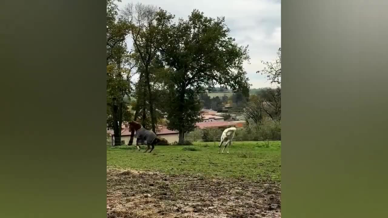 Funny Animals