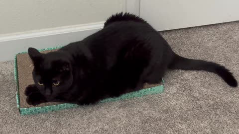 Cute Precious Piper is a Joy to See in the Office - Adopting a Cat from a Shelter Vlog