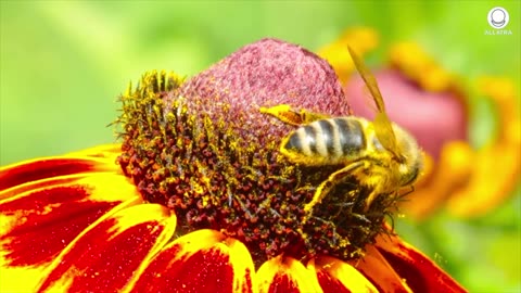 An Amazing Natural Mechanism Has Been Disrupted. How?