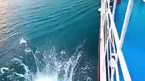 Kitten Overboard! 🐱🚨 Dad Cat vs Shark! 🦈 #EpicRescue #FunnyCat