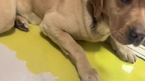 It's okay, it's okay. After wiping the urine and mopping the floor, wash the dog