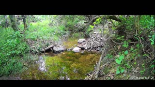 Live Stream