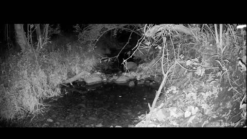 Live Stream