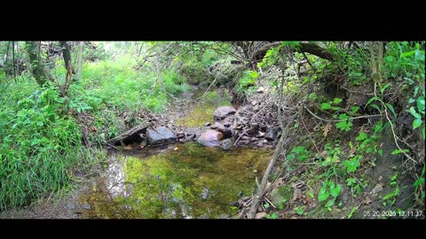 Live Stream