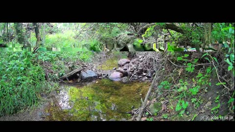 Live Stream