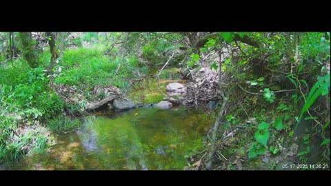Live Stream