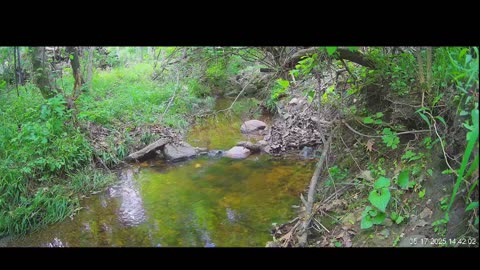 Live Stream
