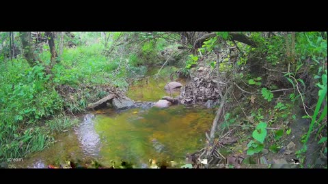 Live Stream