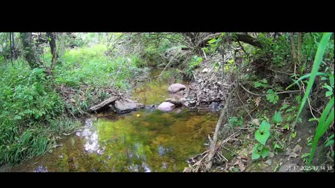 Live Stream