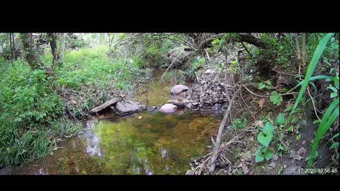 Live Stream