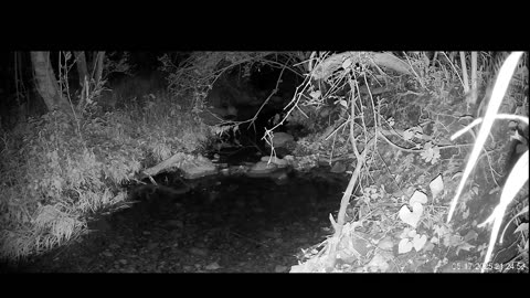 Live Stream