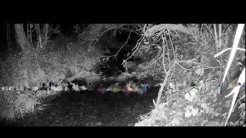 Live Stream