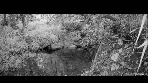 Live Stream