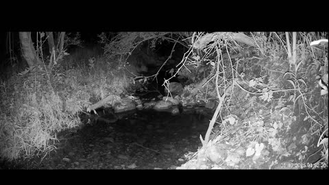 Live Stream