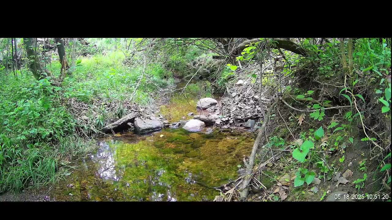 Live Stream