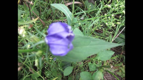 Colors Of Summer American Bellflower Aug 2024