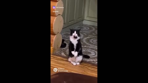 Hungry Cat Chaos: Playful Kitten Fails