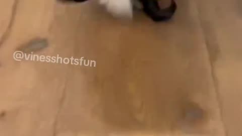 Funny And Cute 💖 💖