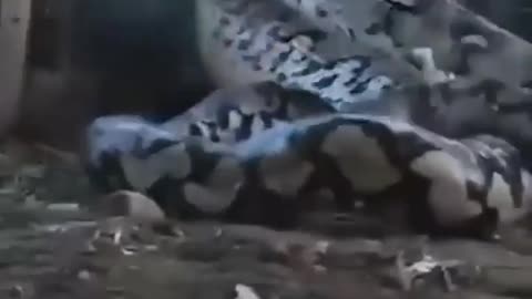 🤯✨ Is This Real? Watch a Python Devour a Full Cow! | FeedMyCuriosity