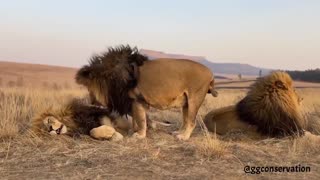 🤯🦁 Epic Battle! Three Lion Brothers Fight for Space in the Wild | FunFM