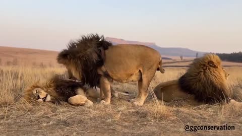 🤯🦁 Epic Battle! Three Lion Brothers Fight for Space in the Wild | FunFM