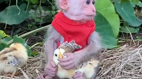 Funny monkey video 🤣🤣🤣