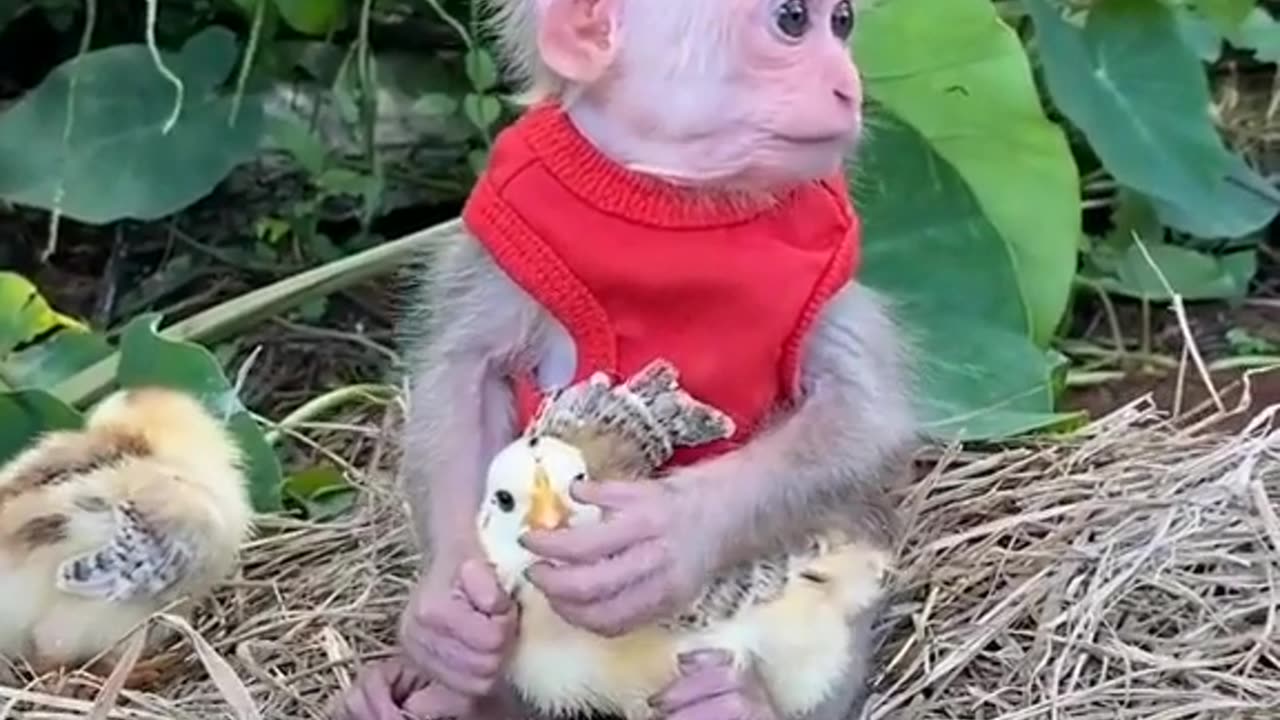 Funny monkey video 🤣🤣🤣