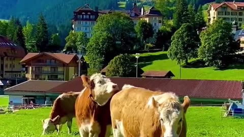 Beautiful Gems In Switzerland
