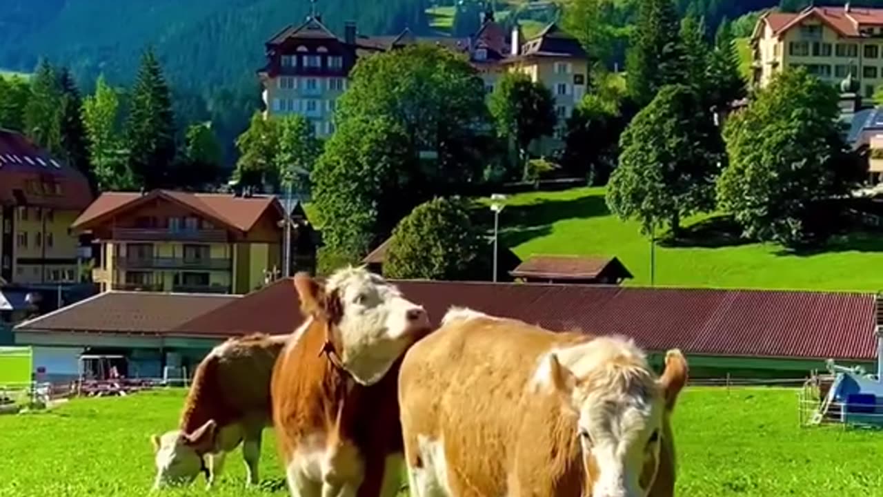 Beautiful Gems In Switzerland