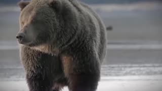 🐾 6 Most DISTURBING Times Criminals Were EATEN ALIVE By Animals While Running From Police… 😱🚨