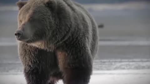 🐾 6 Most DISTURBING Times Criminals Were EATEN ALIVE By Animals While Running From Police… 😱🚨