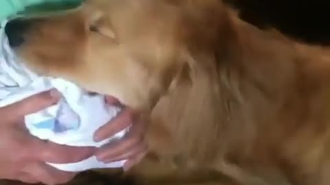 funny animals