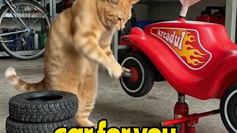 Cat Fixes Car