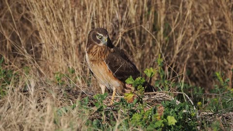 Northern Harrier at Skunk Creek