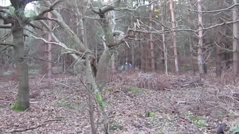 🛸🤯 Britain's Roswell: Rendlesham Forest UFO! | TheTruthAbove