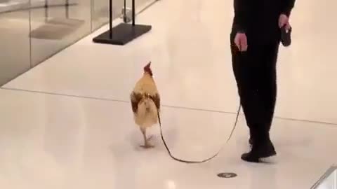 🐓✨ You Won't Believe This Man's Pet! | FeedMyCuriosity